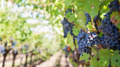 Slovenia to sue European Commission as Teran wine dispute escalates